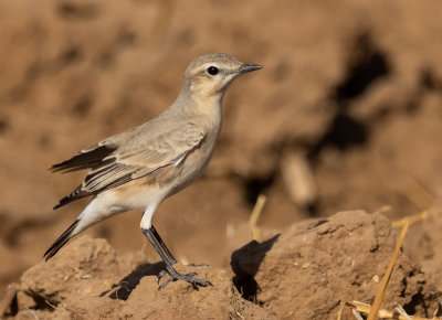 Northern Wheatear