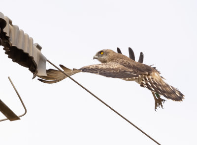 Short Toed Eagle