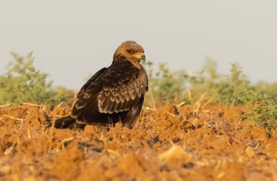 Black Kite