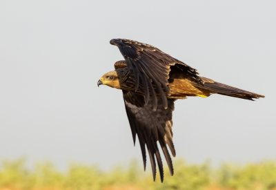 Black Kite