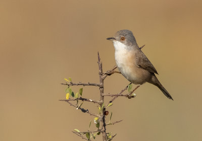 Sardinian Warbler