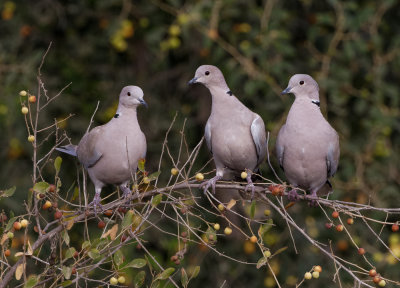 Collard Dove