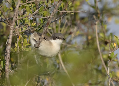 Lesser Whitethroat