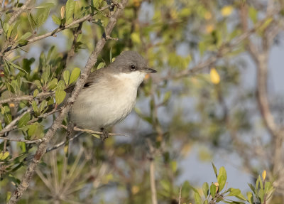 Lesser Whitethroat