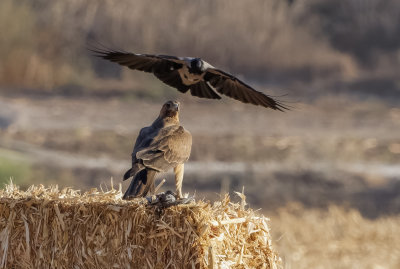 Bonelli's eagle