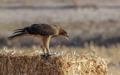 Bonelli's eagle