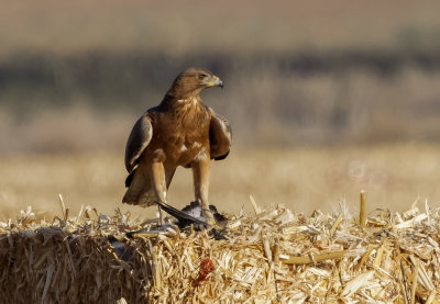 Bonelli's eagle
