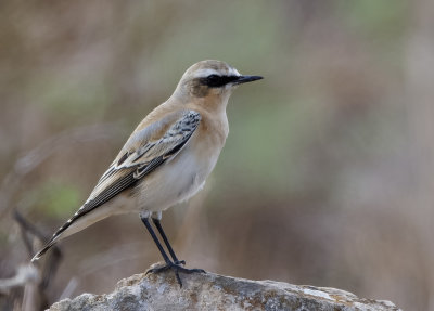 Northern Wheatear