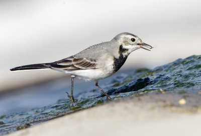 White/Pied Wagtail