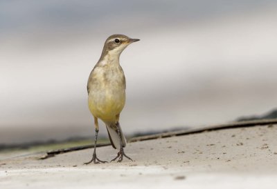 Yellow Wagtail