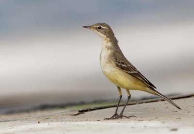 Yellow Wagtail