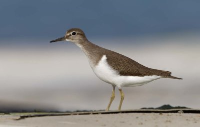 Common Sandpiper