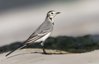 White/Pied Wagtail