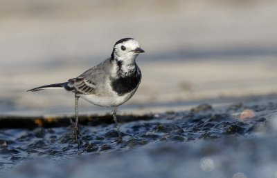 White/Pied Wagtail
