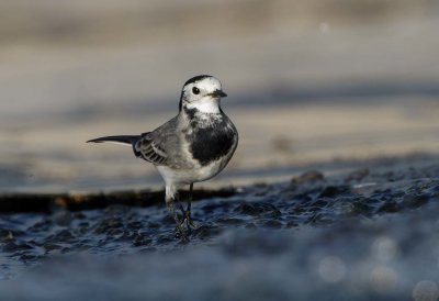 White/Pied Wagtail