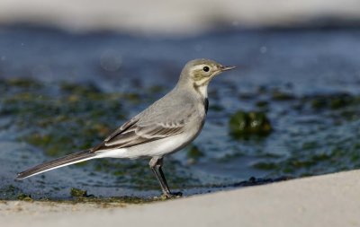 White/Pied Wagtail