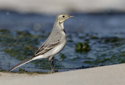 White/Pied Wagtail