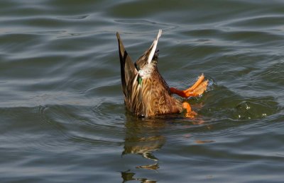 Northern Shoveler