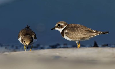 Little ring Plover