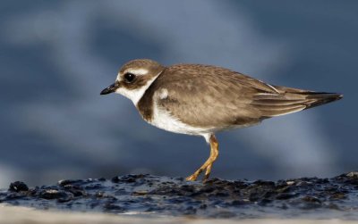 Little ring Plover