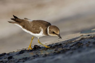 Little ring Plover