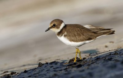 Little ring Plover