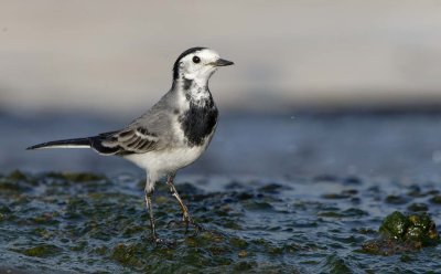 White/Pied Wagtail