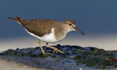 Common Sandpiper