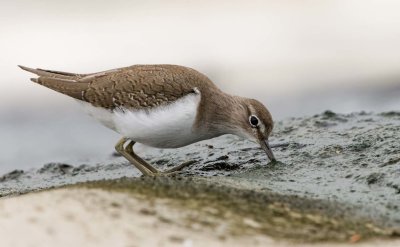 Common Sandpiper