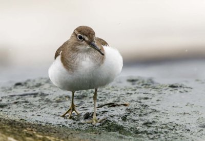 Common Sandpiper