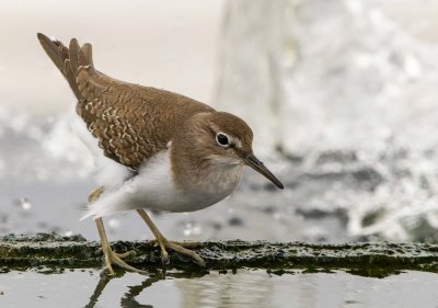 Common Sandpiper