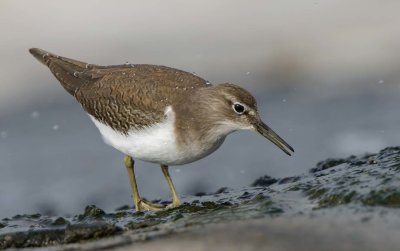 Common Sandpiper