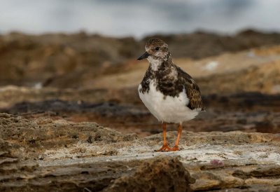 Ruddy Turnstone