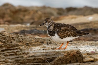 Ruddy Turnstone