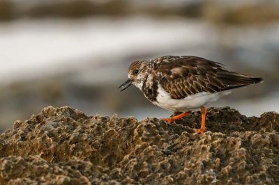 Ruddy Turnstone