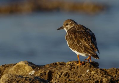 Ruddy Turnstone