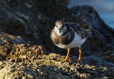 Ruddy Turnstone