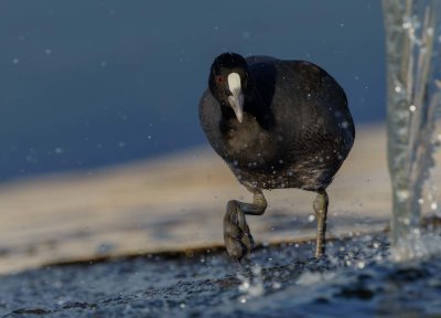 Common Coot