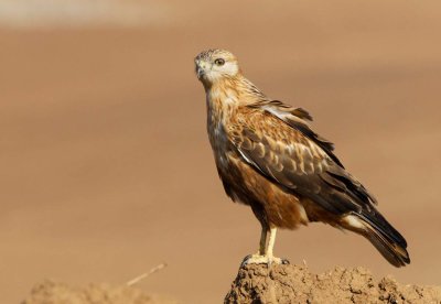 Long Legged Buzzard