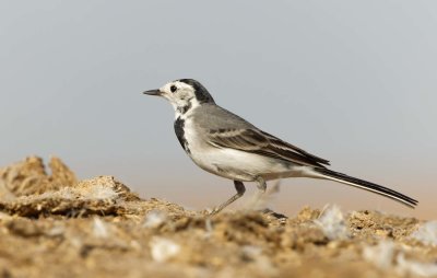 White/Pied Wagtail