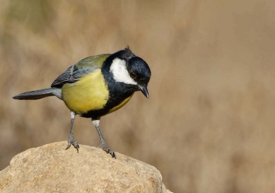 Great tit