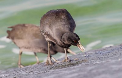 Common Coot