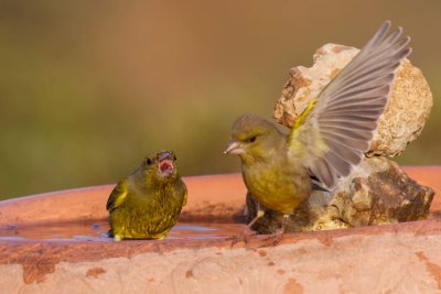 Greenfinch