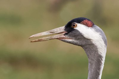 Hula Valley,   Israel   30/11-01/12/ 2021     עמק החולה