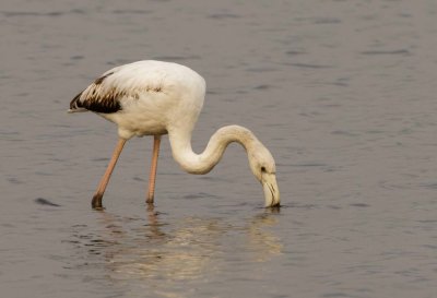 Flamingo (young)