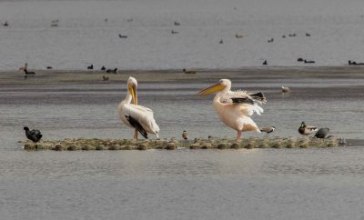 Pelicans