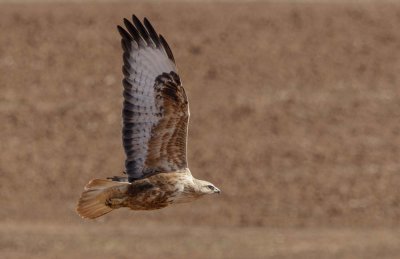 Long Legged Buzzard