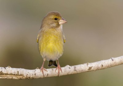 Greenfinch