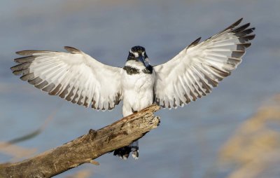 Pied Kingfisher