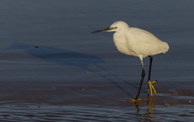 Little Egret